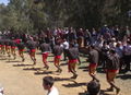 Bachimachia 149.jpg